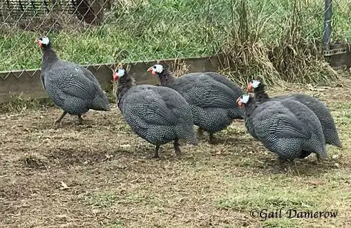 Understanding Guinea Fowl: Guide, History & Facts